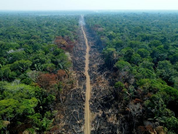 تخریب و جنگل زایی در برزیل